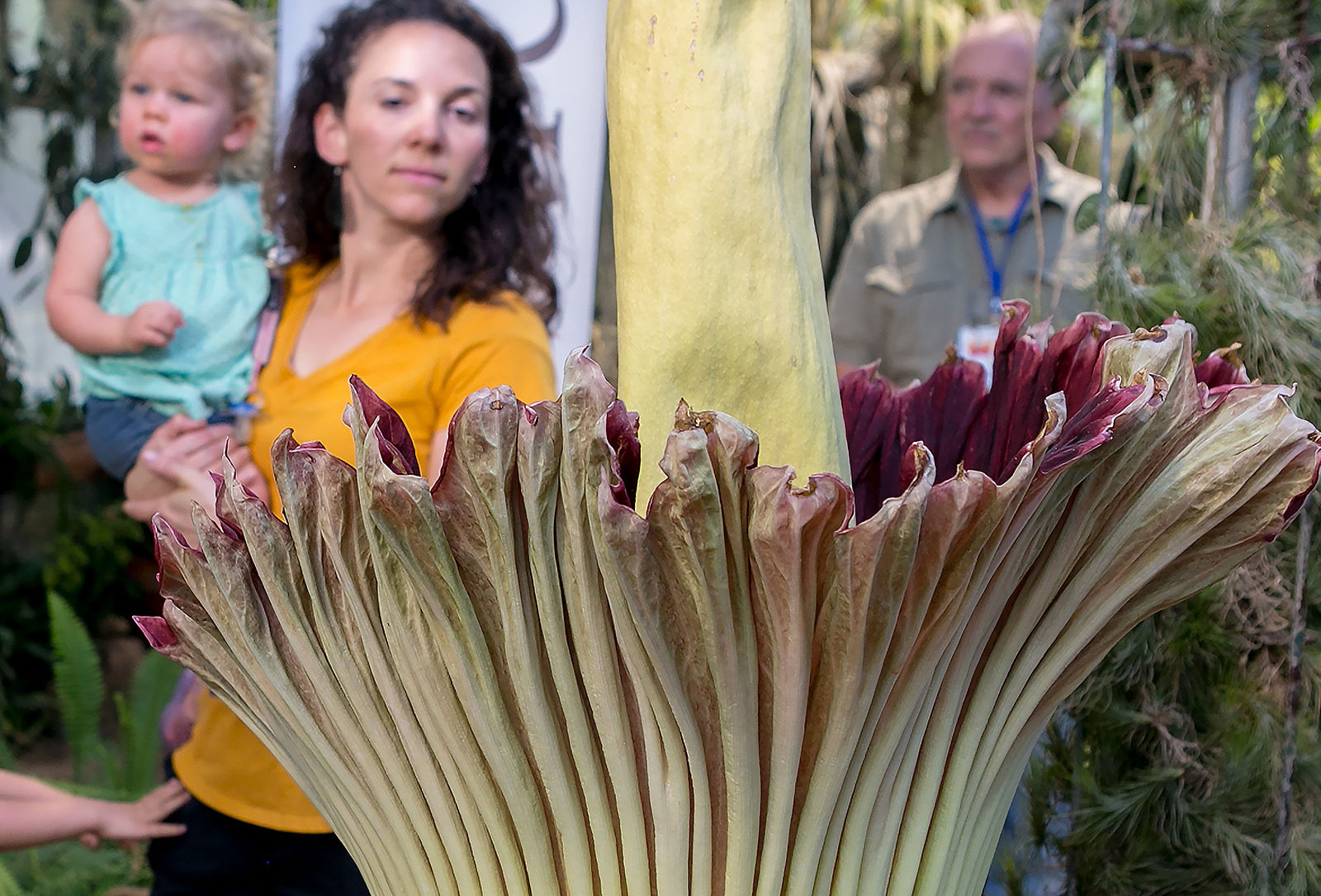 Corpse flower